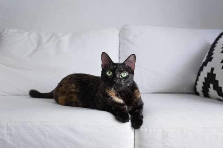 Modkat flip store litter box
